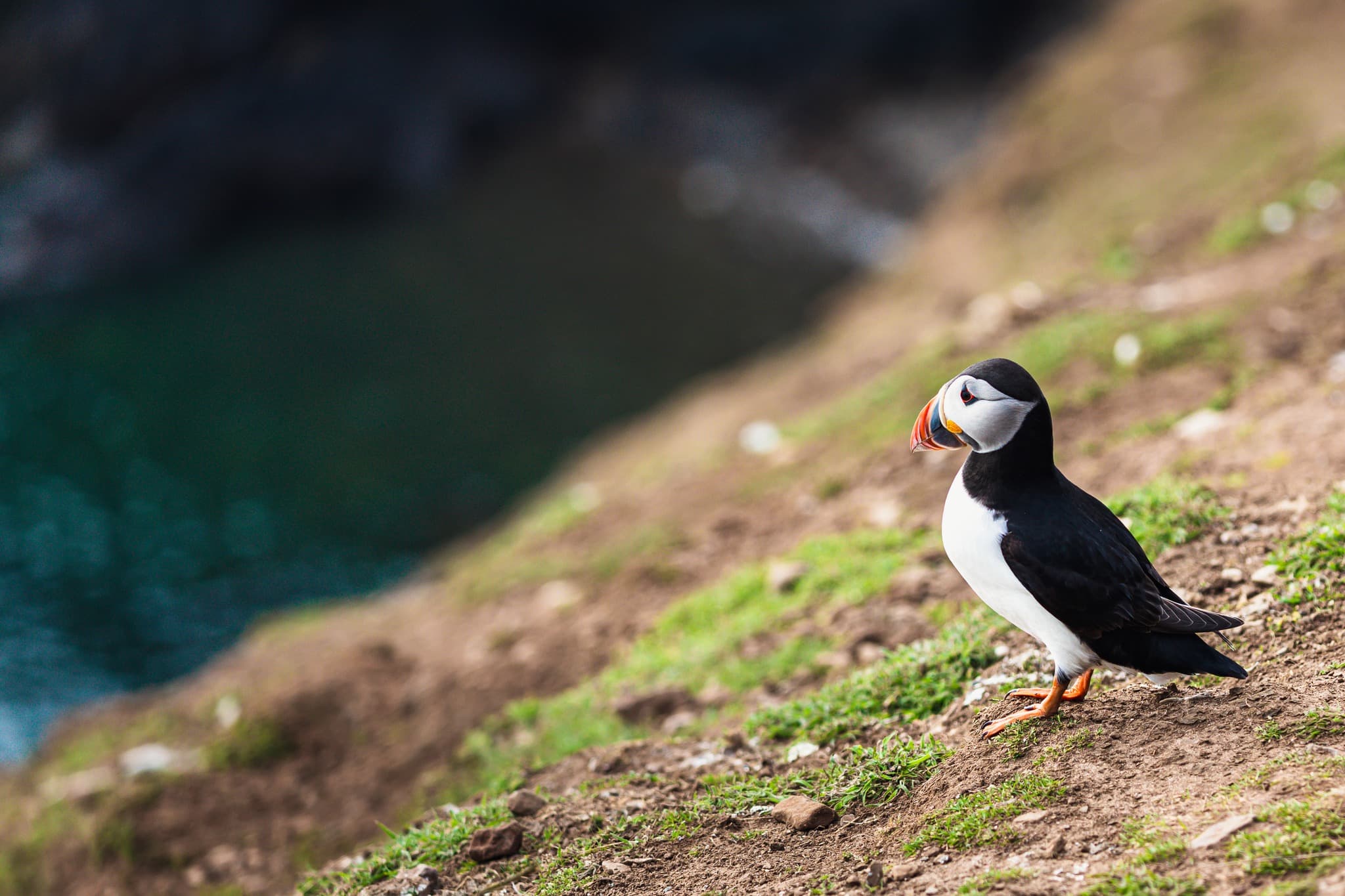 We 💙 our neighbours at Bluestone and are lucky enough to have Puffins nearby! 😃

Skomer Island, less than an hour’s drive and a 20-minute boat ride away, is a must-visit on your trip to the Pembrokeshire coast ⛵🦐

#MyBluestoneBreak #SkomerIsland #Puffins #SummerHoliday #SummerBreak