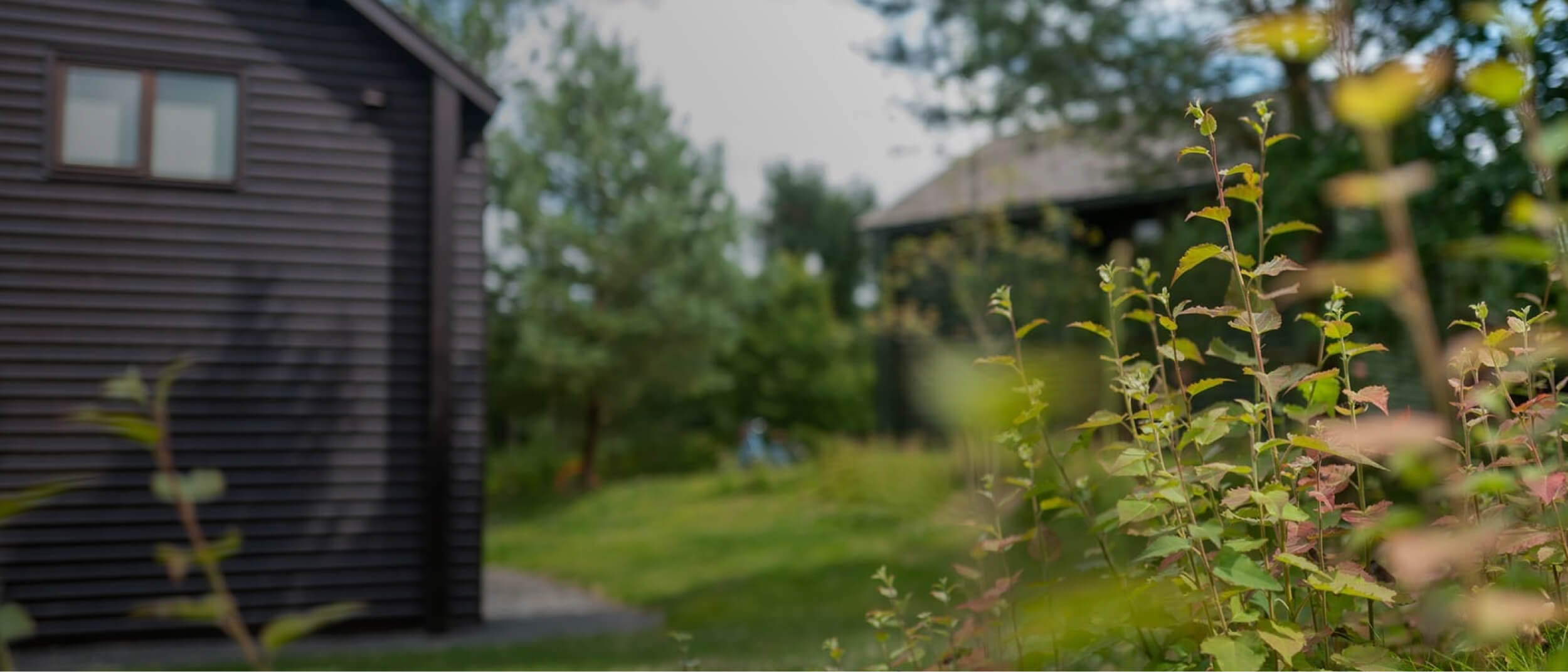 bushes with a blurred house in the background