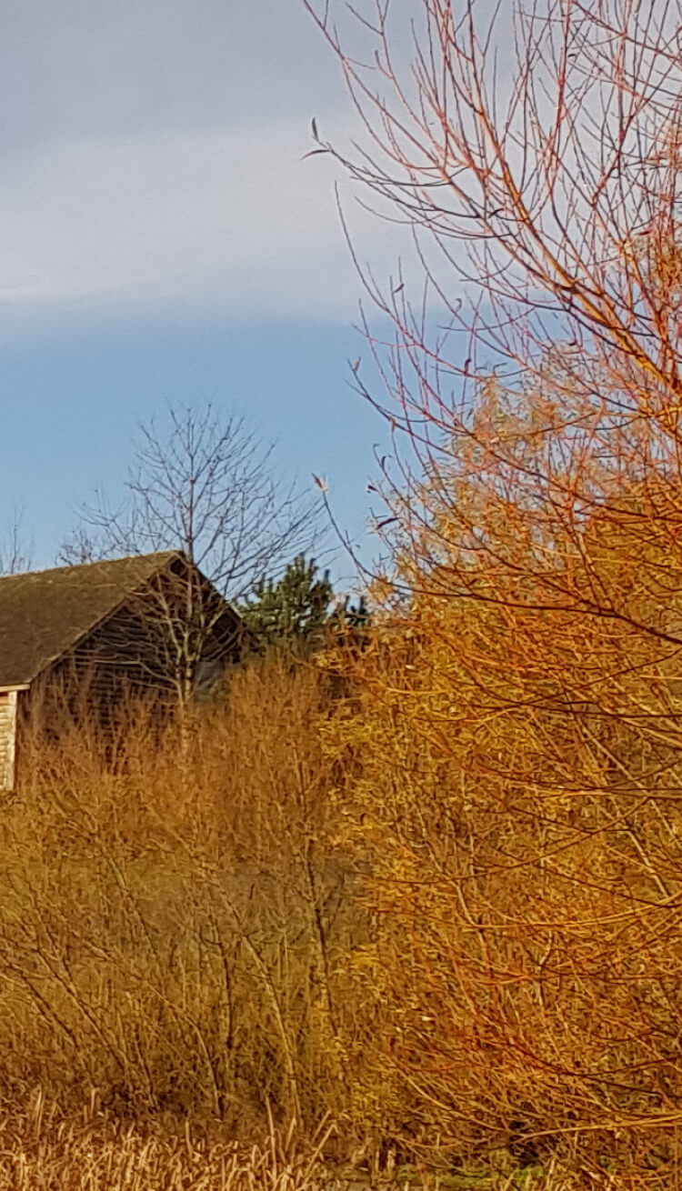 dry bushes