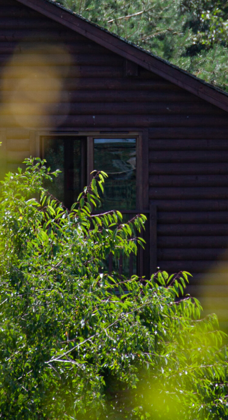 House in the forest