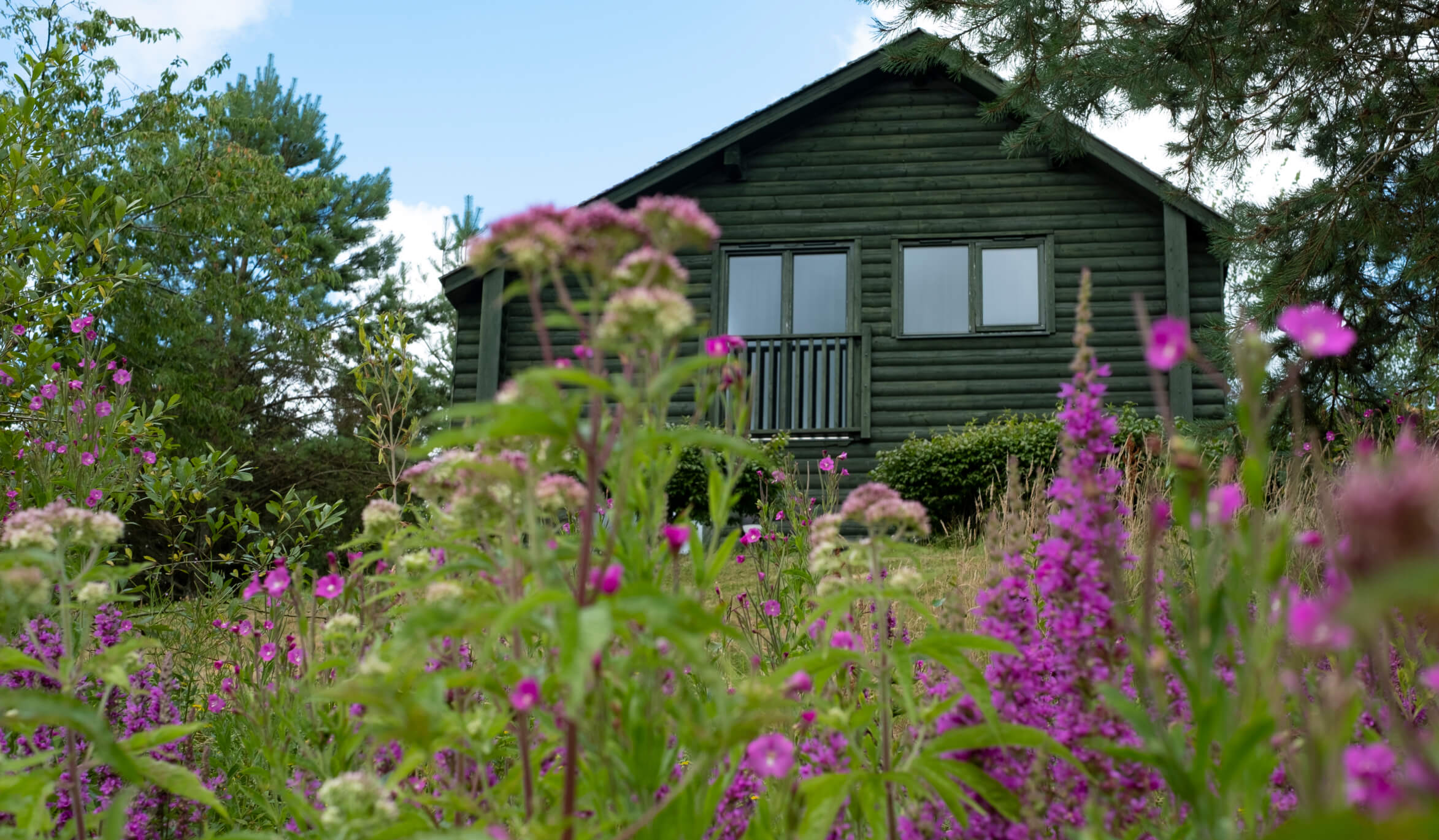 House in the forest