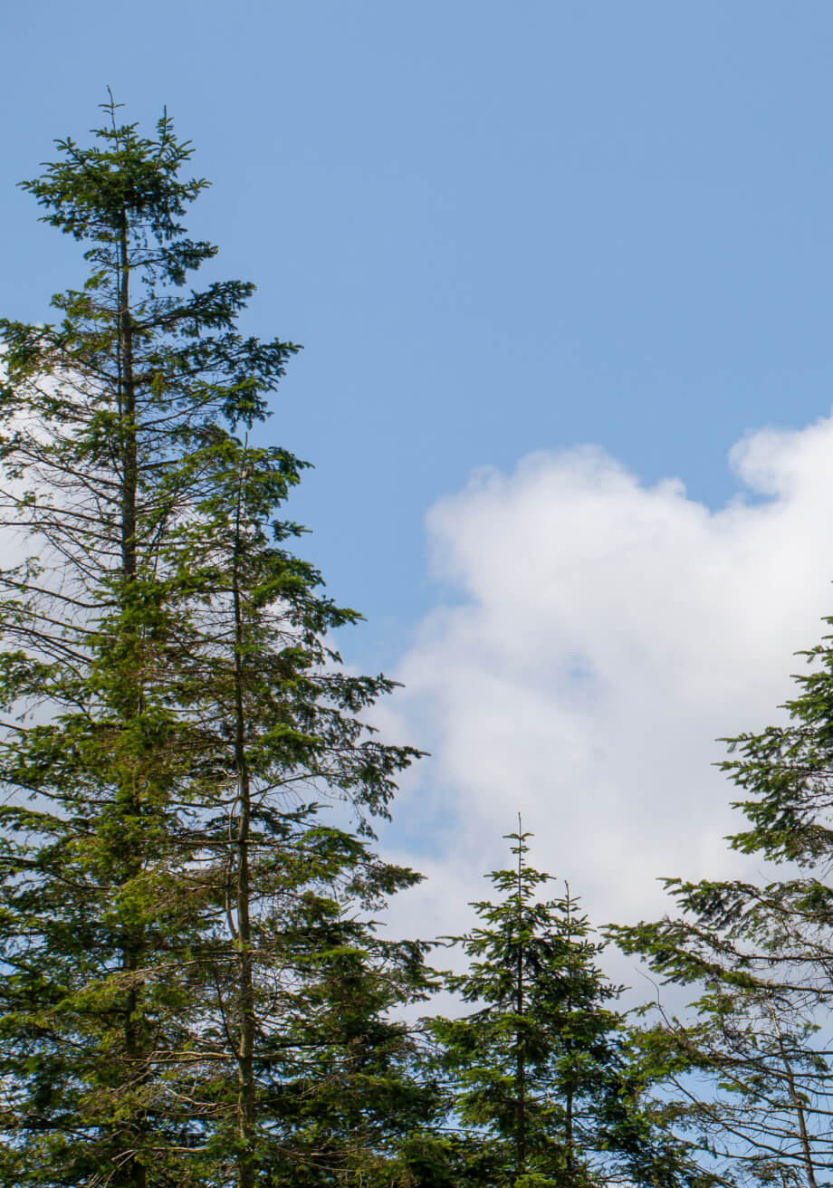 High in the trees with the blue sky and clouds 