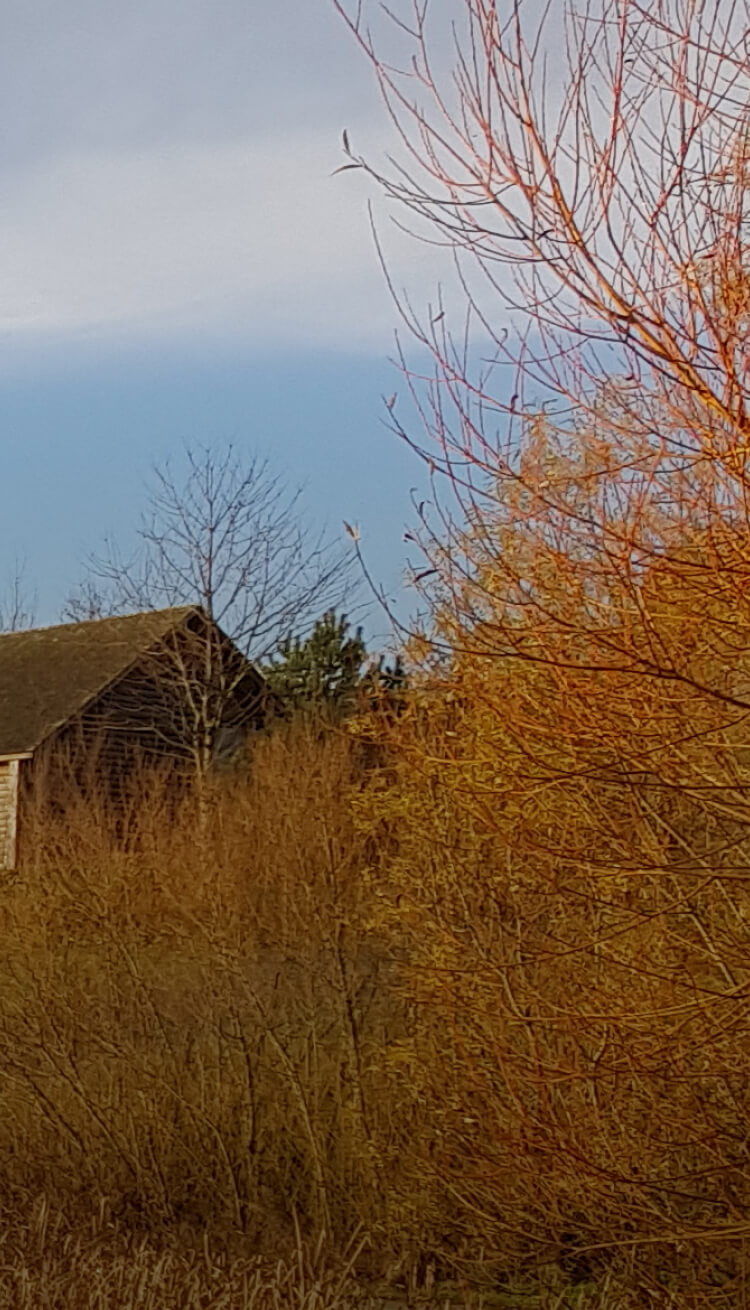 dry bushes